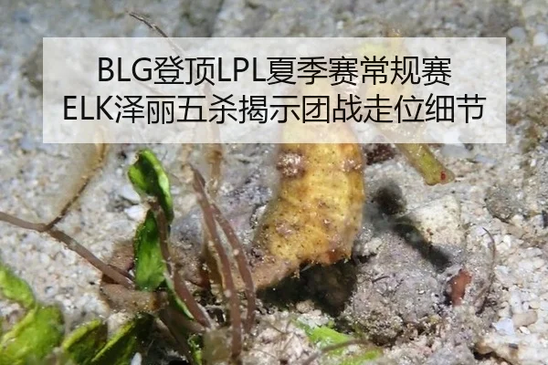 BLG登顶LPL夏季赛常规赛 ELK泽丽五杀揭示团战走位细节